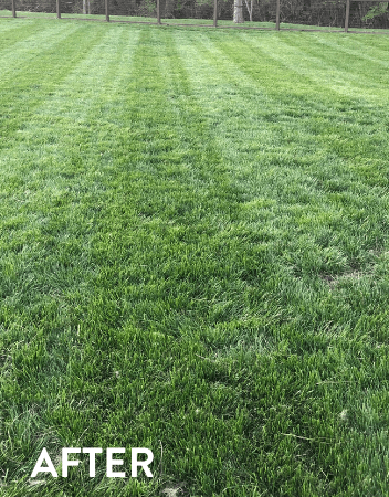 Lawn transformation - after