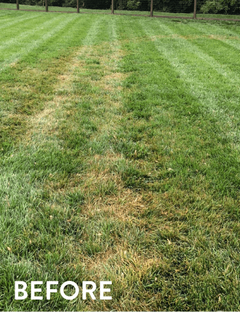 Lawn transformation - before